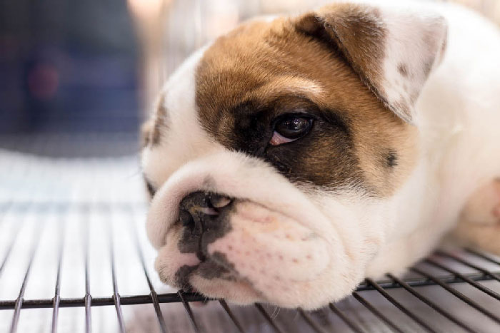 wire products for animal kennels